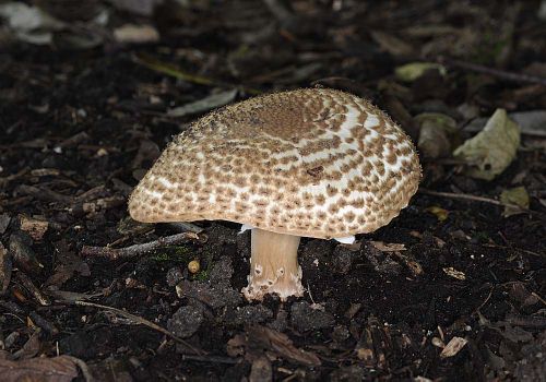 Lepiota aspera