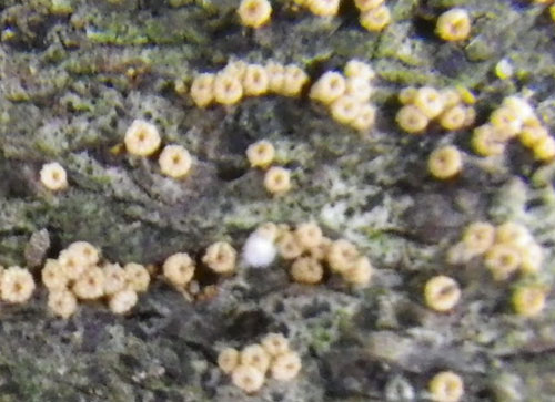 Nectria ralfsii