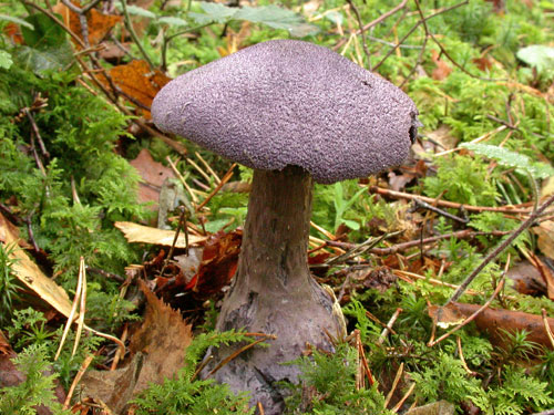 Cortinarius violaceus