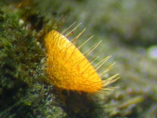 Cheilymenia stercorea