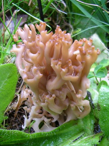 Clavulinopsis umbrinella