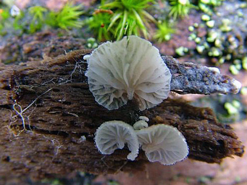 Entoloma jahnii