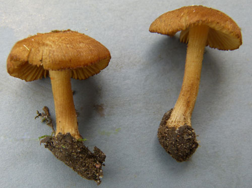 Inocybe muricellata