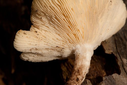 Lentinus tigrinus