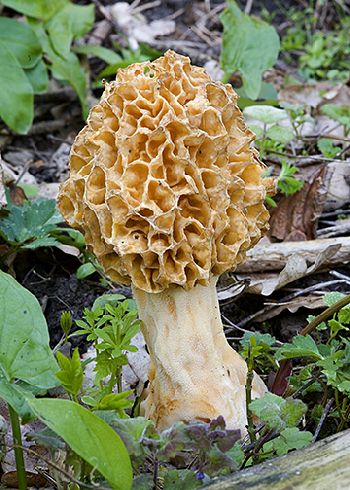 Morchella esculenta