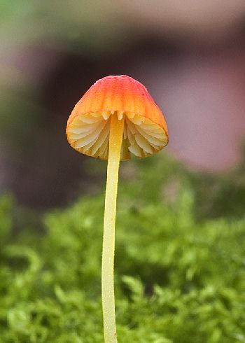 Mycena acicula