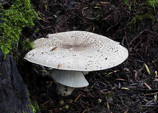 Agaricus moelleri