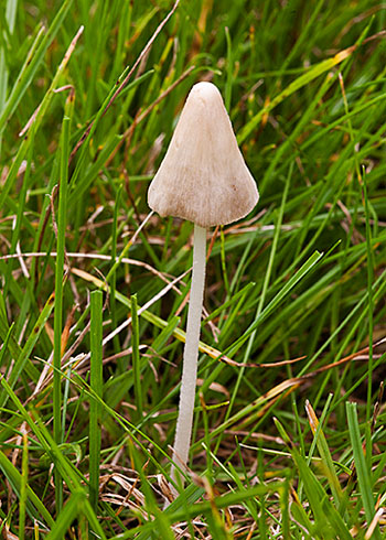 Conocybe apala