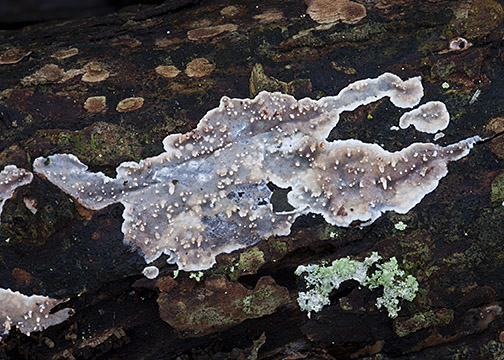 Eichleriella deglubens