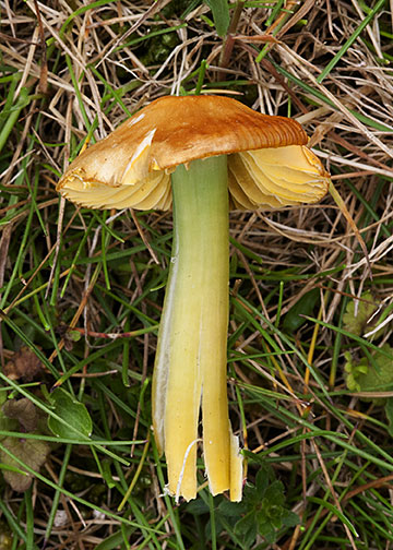 Hygrocybe psittacina