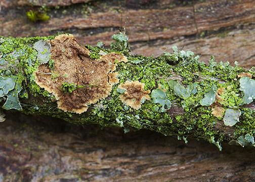 Hymenochaete carpatica