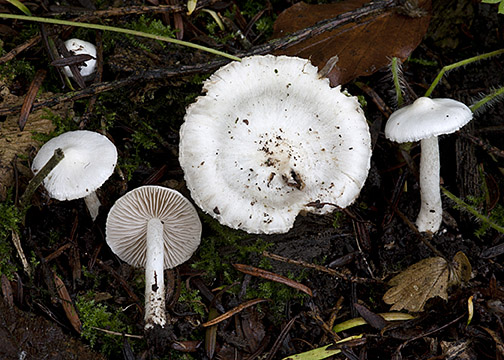 Inocybe geophylla var. geophylla