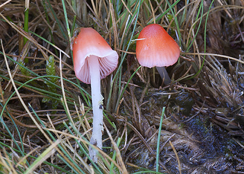 Mycena adonis var. adonis