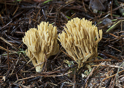 Ramaria abietina