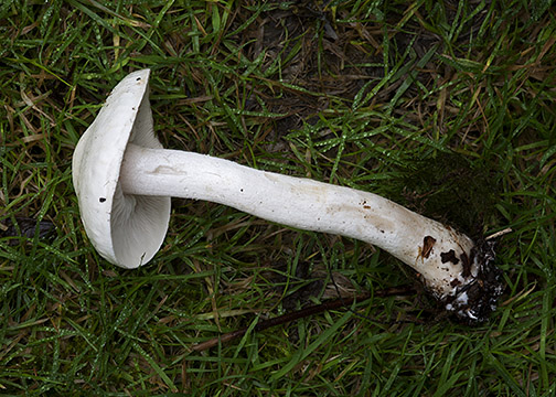 Tricholoma stiparophyllum