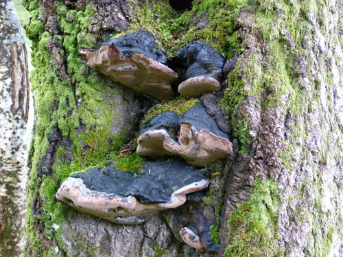 Phellinus populicola