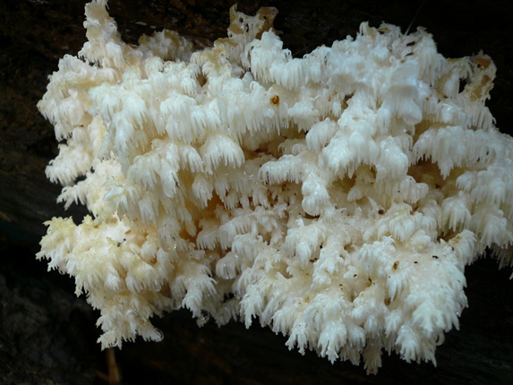 Hericium coralloides