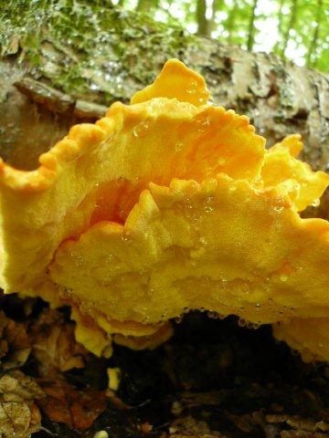 Laetiporus sulphureus