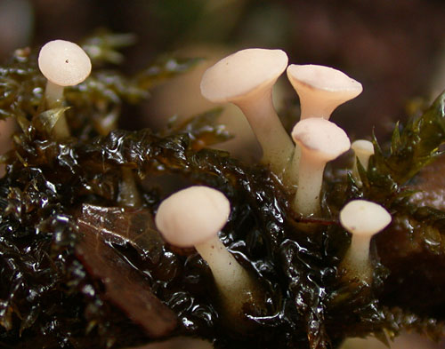 Cudoniella clavus