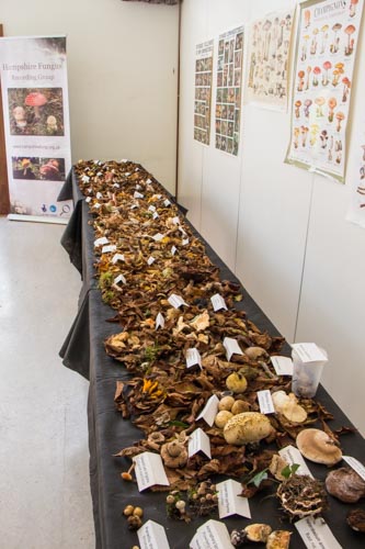 Fungi table