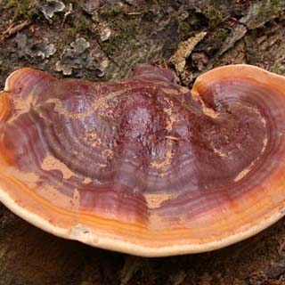 ganoderma resinaceum