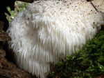 Hericium erinaceus