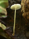 Mycena cecidiophila