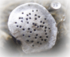 poronia punctata